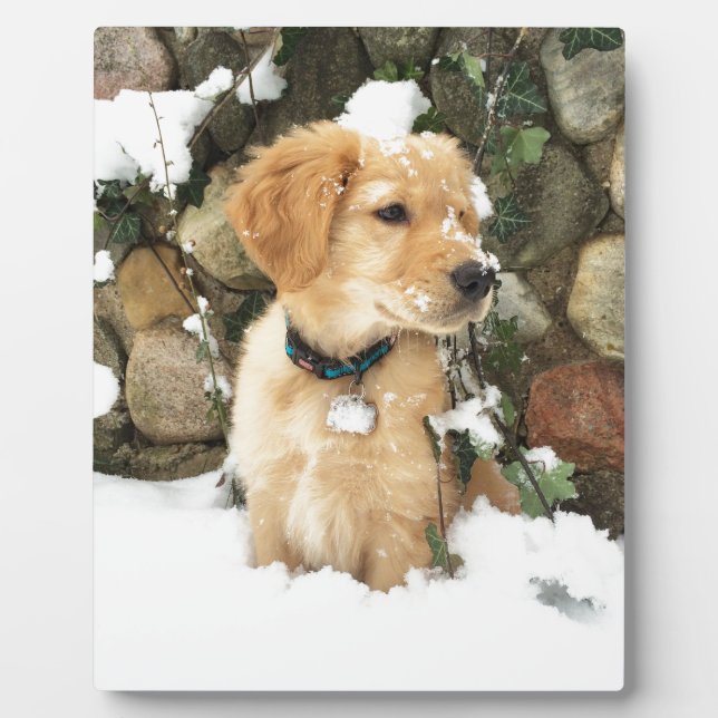 Plaque Photo Cute Puppy (Devant)