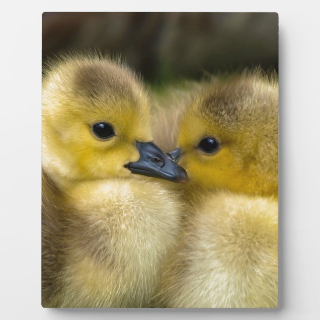 Plaque Photo Cute Yellow Fluffy Ducklings, Baby Ducks (Devant)