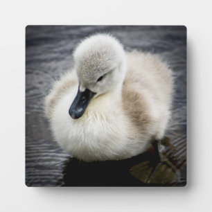 Plaque Photo Cygne bébé Cygnet