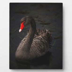 Plaque Photo Cygne noir