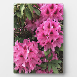 Plaque Photo Cynthia Rhododendrons, Oregon