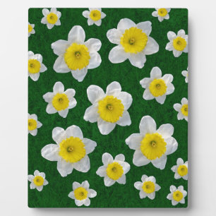 Plaque Photo Daffodiques de printemps