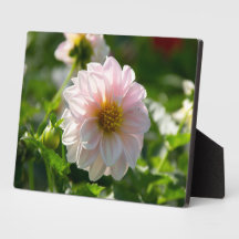Dahlia blanche dans la photo du jardin