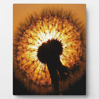 Plaque Photo Dandelion au coucher du soleil