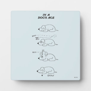 Plaque Photo Dans l'âge d'un chien