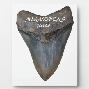 Plaque Photo Dent de requin Megalodon