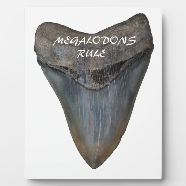 Plaque Photo Dent de requin Megalodon (Devant)
