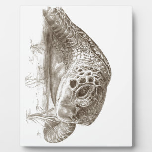 Plaque Photo Dessin de tortue marine verte