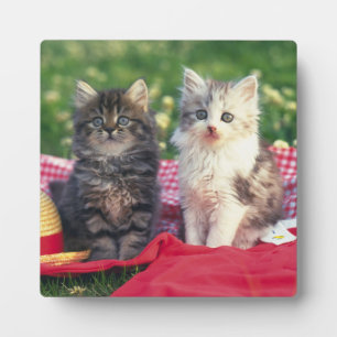 Plaque Photo Deux Chatons Assis Sur Une Couverture Rouge