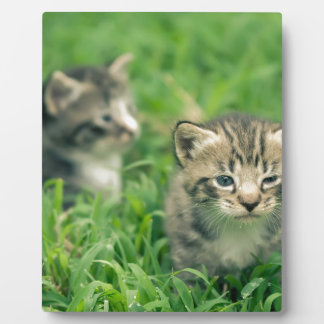 Plaque Photo Deux chatons jouent dans l'herbe