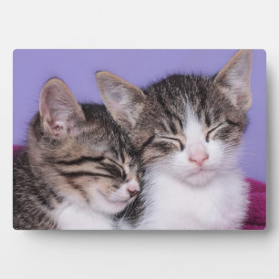 Plaque Photo Deux mignons chatons qui font la sieste
