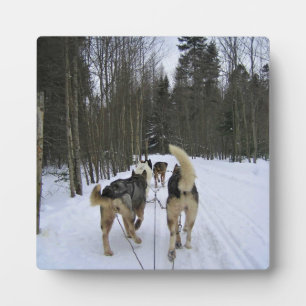 Plaque Photo Dog Sledding à Québec, Canada