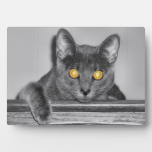 Plaque photo Dusky Gold