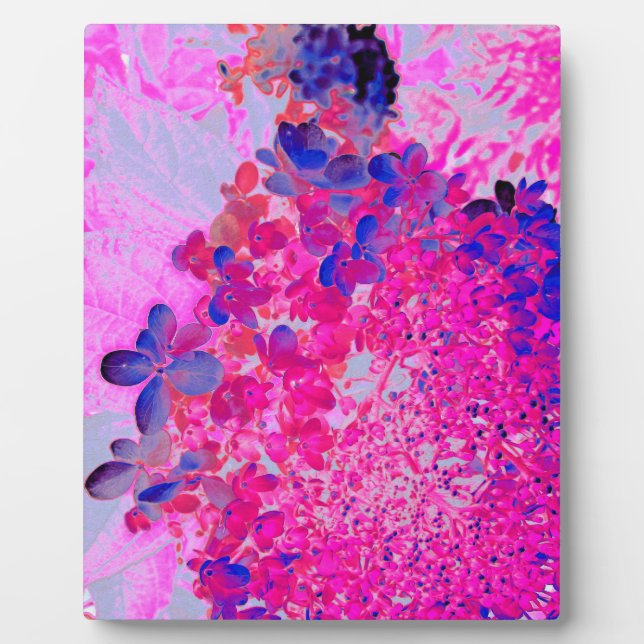 Plaque Photo Elégant Fuchsia et bleu foncé Limelight Hydrangea (Devant)
