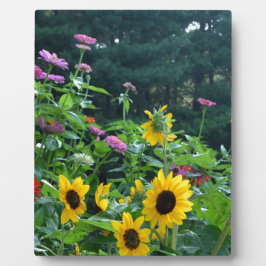 Plaque Photo Elégant jardin fleuri tournesols zinnias marguerit