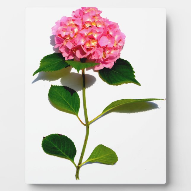 Plaque Photo Elégante hydrangée rose fleurie rose (Devant)