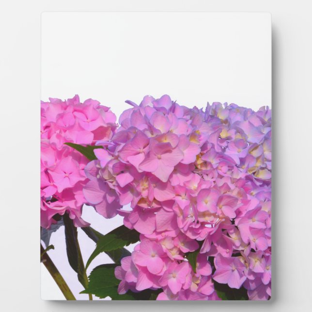 Plaque Photo Elégantes hydrangées florales violettes rose (Devant)