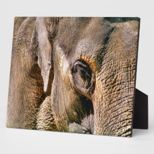 PLAQUE PHOTO ÉLÉPHANT