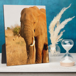 Plaque Photo Éléphants