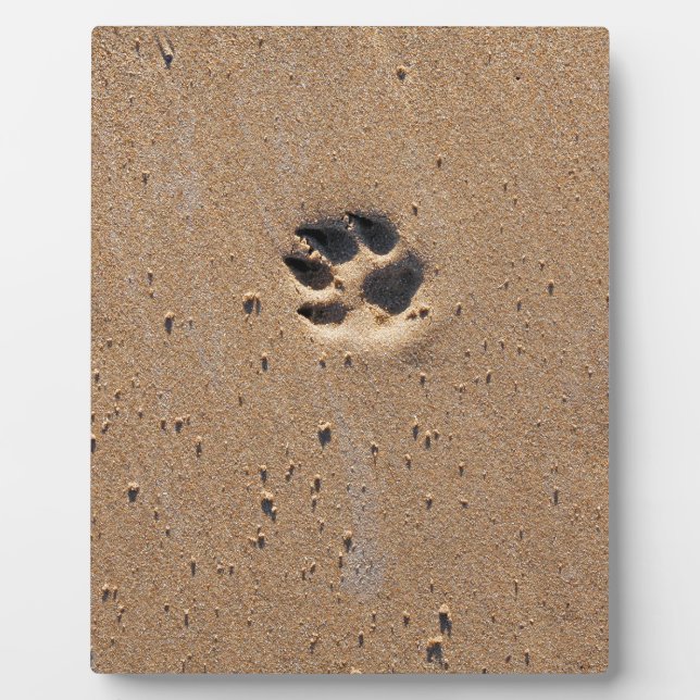 Plaque Photo Empreintes de pattes animaux dans le sable (Devant)