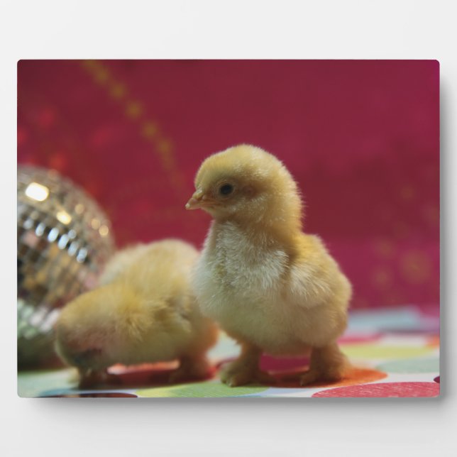 Plaque Photo Époux Disco (Devant)