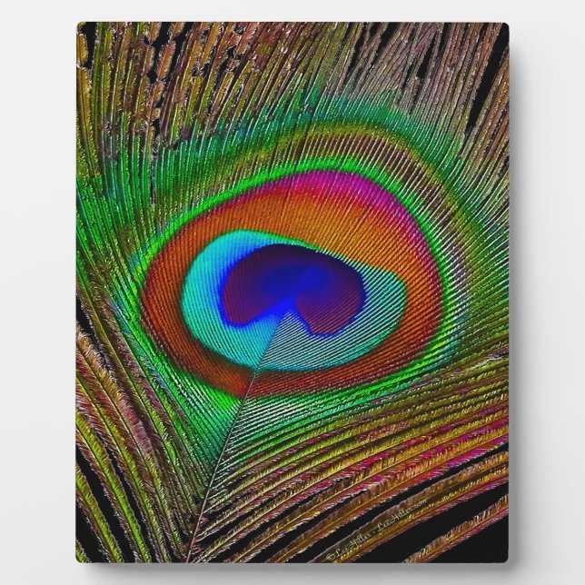 Plaque Photo Feather Vibrant Copper (Devant)
