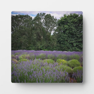 Plaque Photo Ferme de Lavender