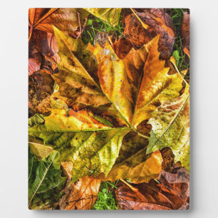 Plaque Photo Feuilles d'automne