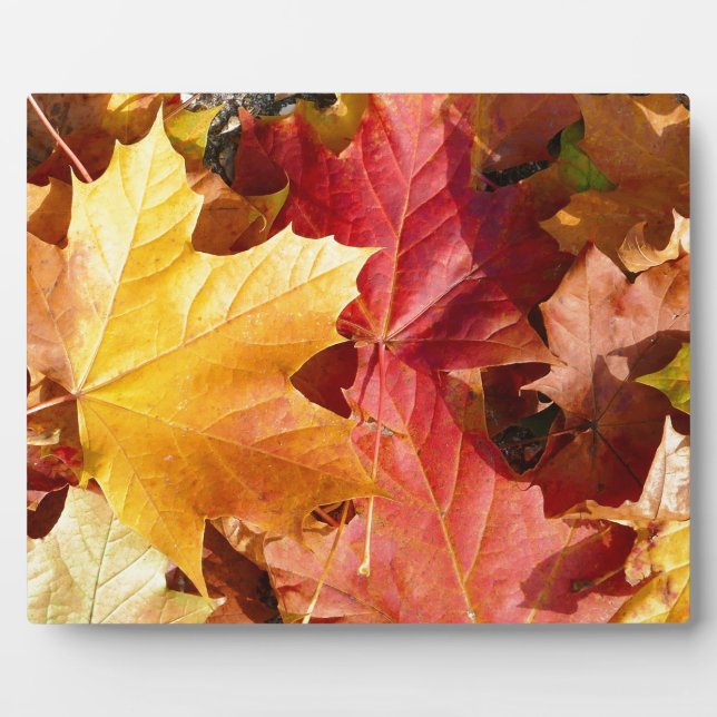 Plaque Photo Feuilles d'automne - Etonnant! (Devant)