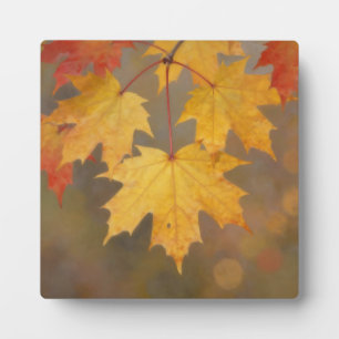 Plaque Photo Feuilles de érable d'automne doré