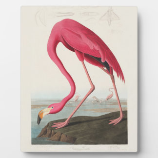 Plaque Photo Flamant rose de John Audubon