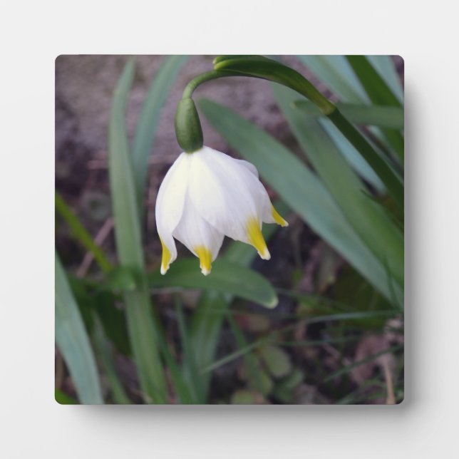 Plaque Photo Flèche de neige de printemps Leucojum vernum (Devant)