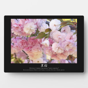 Plaque Photo Fleur de cerise double : Sato-zakura