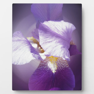 Plaque Photo fleur d'iris pourpre