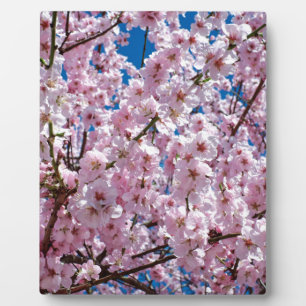 Plaque Photo Fleur japonaise de cerisier