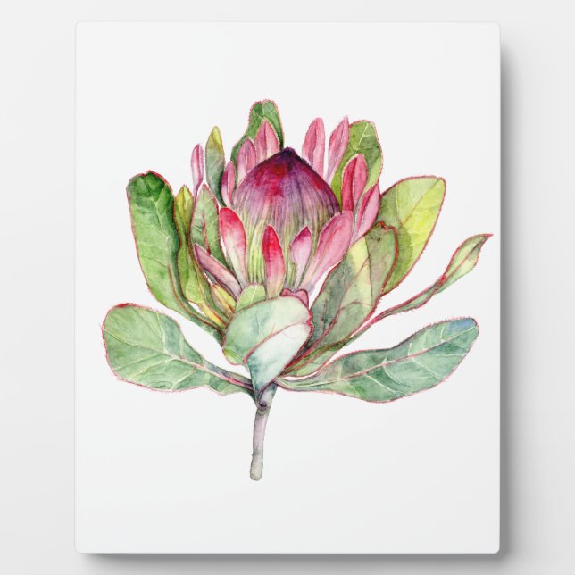 Plaque Photo Fleur Protea (Devant)