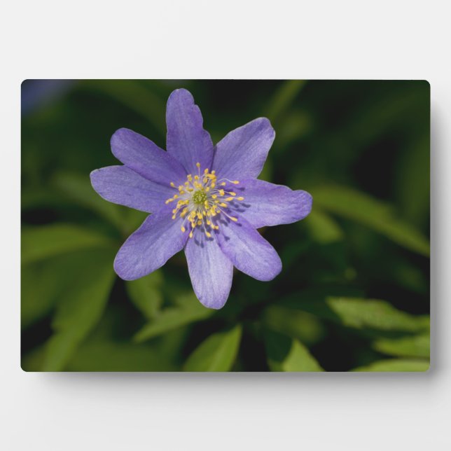Plaque Photo Fleur sauvage (Devant)