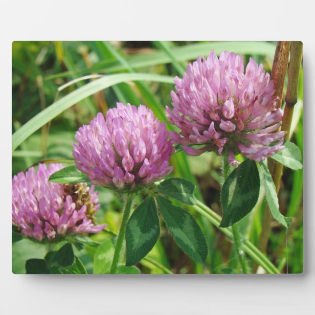 Plaque Photo Fleur sauvage de trèfle rose - Trifolium pratense (Devant)