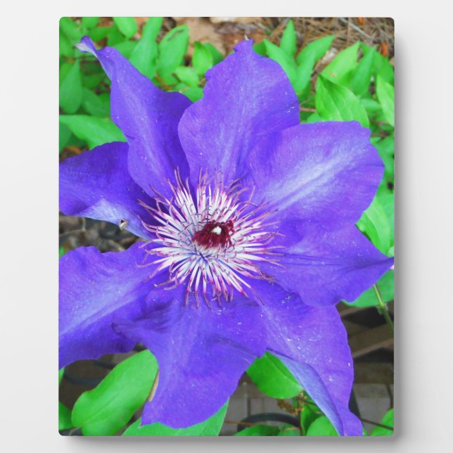 Plaque Photo Fleur violette Clematis (Devant)