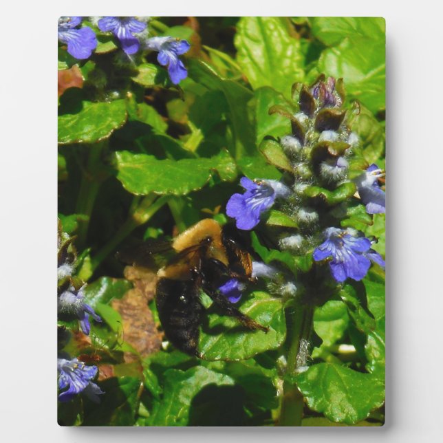 Plaque Photo Fleur violette et abeille boursouflante (Devant)