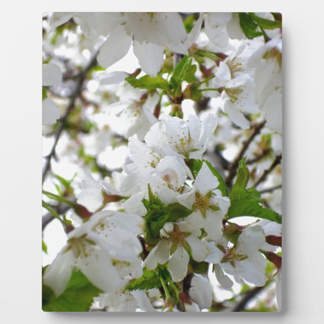 Plaque Photo Fleurs blanches élégantes fleurs blanches fleurs b (Devant)