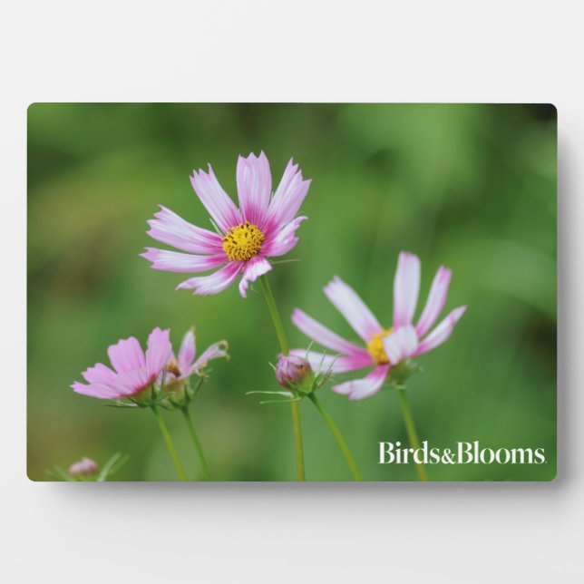Plaque Photo Fleurs Cosmos (Devant)