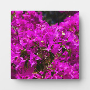 Plaque Photo Fleurs de bougainvillée pourpre