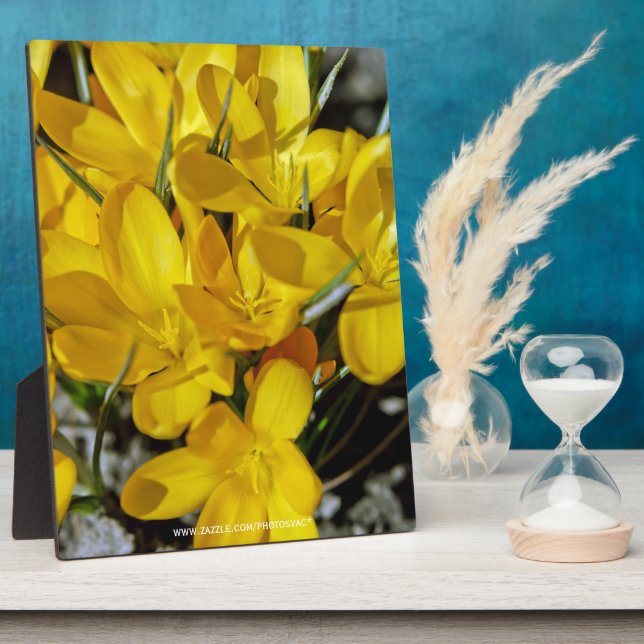 Plaque Photo Fleurs de Crocus jaunes (Côté)