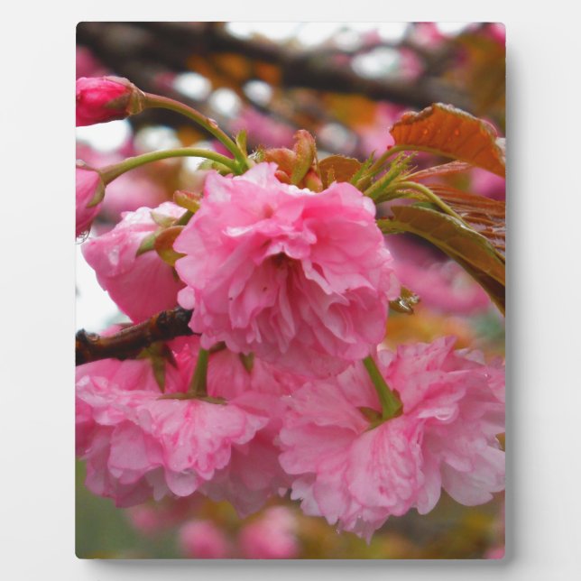 Plaque Photo Fleurs de fleurs de cerisier rose chaud (Devant)