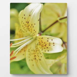 Plaque Photo Fleurs de Lily Mariages