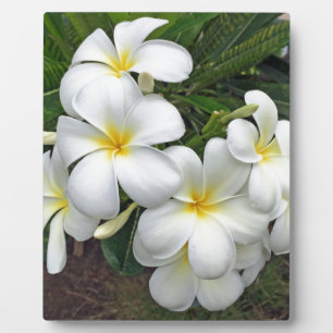 Plaque Photo Fleurs Hawaii Plumeria