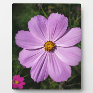 Plaque Photo fleurs rose vif
