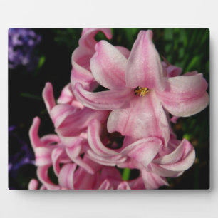 Plaque Photo Floral Pink Hyacinth