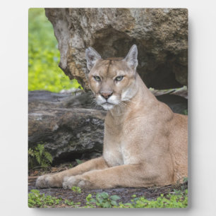 Plaque Photo Floride Panther 8 x 10 avec Easel